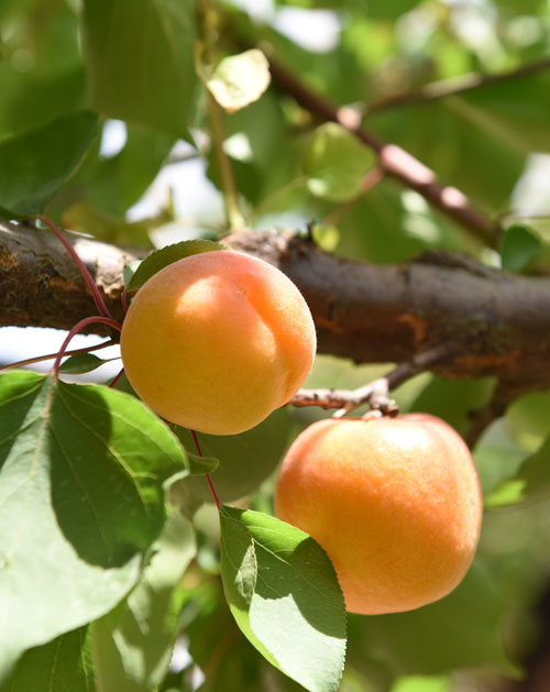 Giuseppe Murabito Apricots Wonder cot